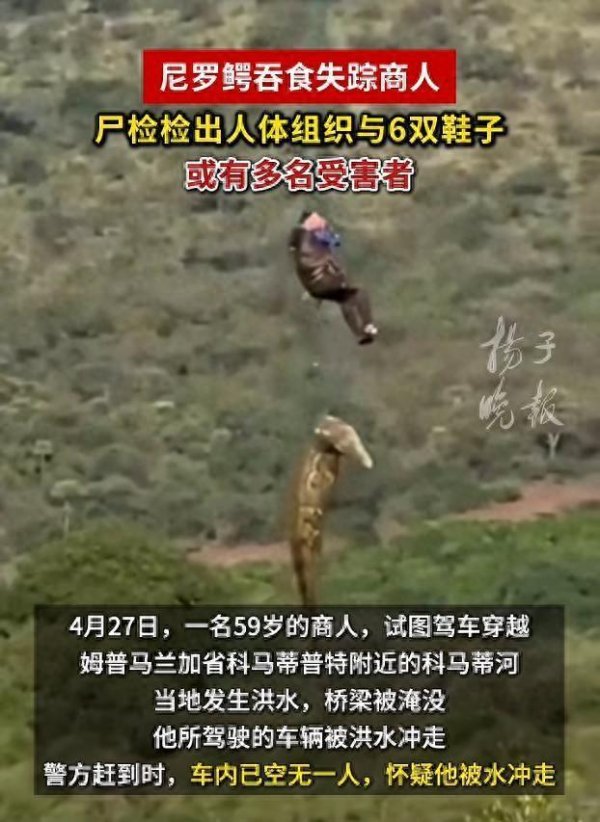 商人疑被鳄鱼吞食 解剖发现内有6双鞋 或涉多起袭击