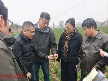 黄河滩头春意浓，农技护航麦返青——梁山县黑虎庙镇田间地头绘就夏粮丰收“春耕图”
